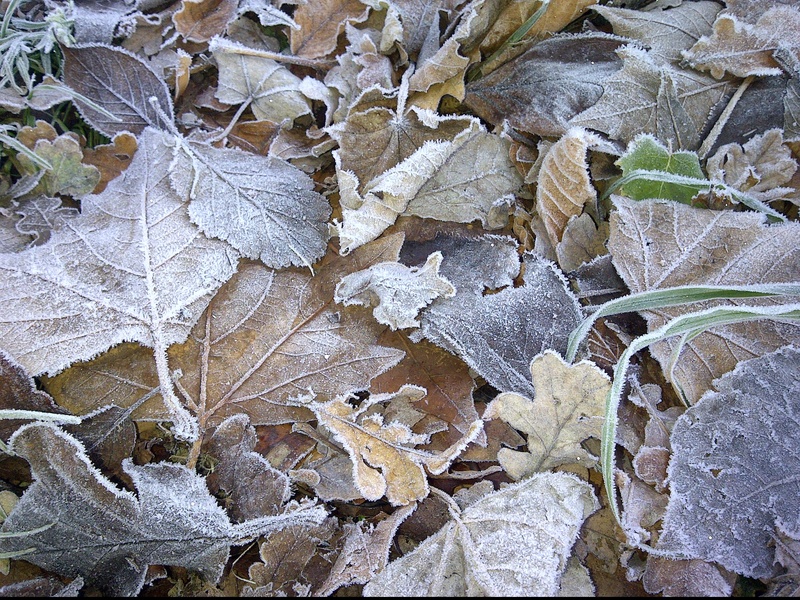 frozen, frosty leaves, frost, ice, change, plant, brown, close-up, full frame, autumn, cold temperature, winter, day, nature, foliage, outdoors, 2K, beauty in nature