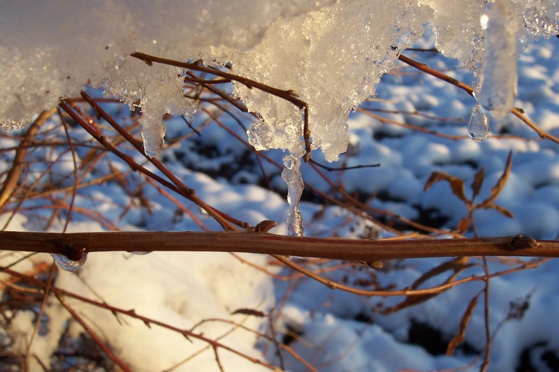 dry, close-up, bush, ice, focus on foreground, forest, branch, frozen, plant stem, dried, outdoors, cold temperature, winter, 1080P, no people, plant