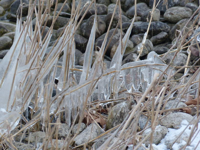 4K, close-up, cold, frost, animal wildlife, day, stones, eingeeist, cold temperature, reed, winter, dry, vertebrate, high angle view, plant, animal, grass
