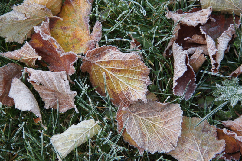 silent, winter, land, change, autumn, leaf, frost, ripe, outdoors, plant, cold, natural condition, hoarfrost, 4K, dry, nature, high angle view, leaves