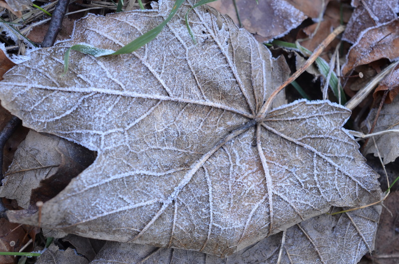cold, natural condition, land, frozen, frost, winter, ice, close-up, outdoors, fragility, autumn, plant part, change, no people, leaf, snow, plant, cold temperature