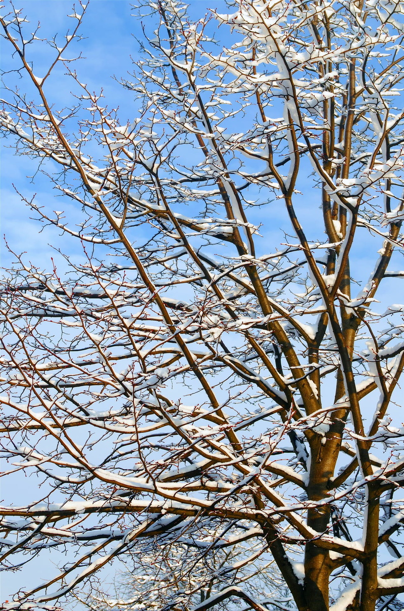 bare tree, no people, winter, beauty in nature, white color, ice, nature, cold temperature, day, growth, tree, branch, dry, outdoors, frozen, sky, cold