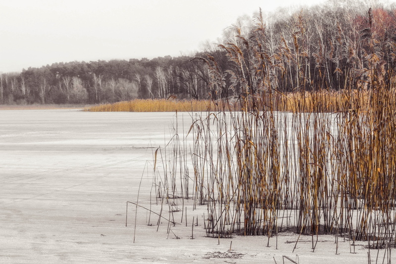 scenics - nature, hard rime, zers, spacer, landscape, ice, tree, ice skating rink, mood, sky, non-urban scene, white, water, frosty, dry, cold temperature