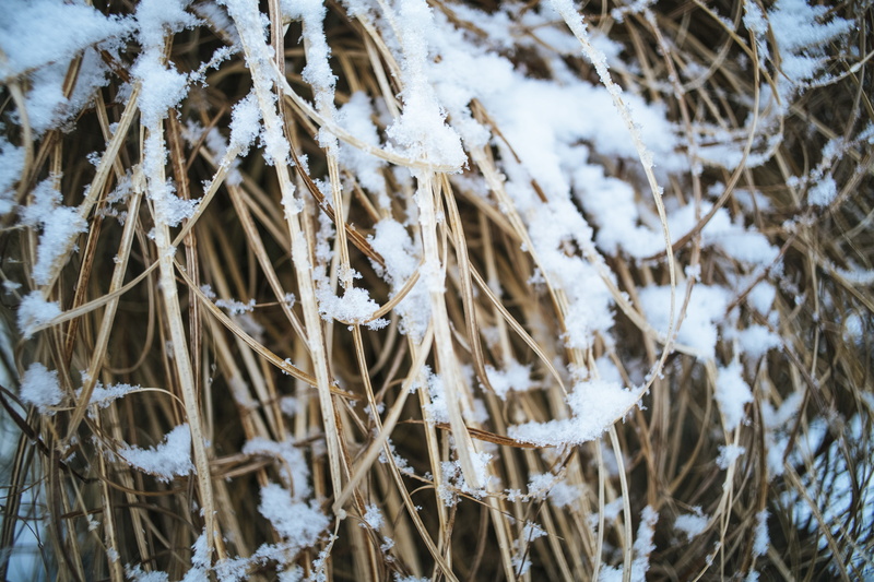 blossom, flora, frost, icicle, floral, foliage, day, colorful, ice, winter, beautiful, nature, fall, close-up, plant, 5K, flower, full frame, brown, flowers