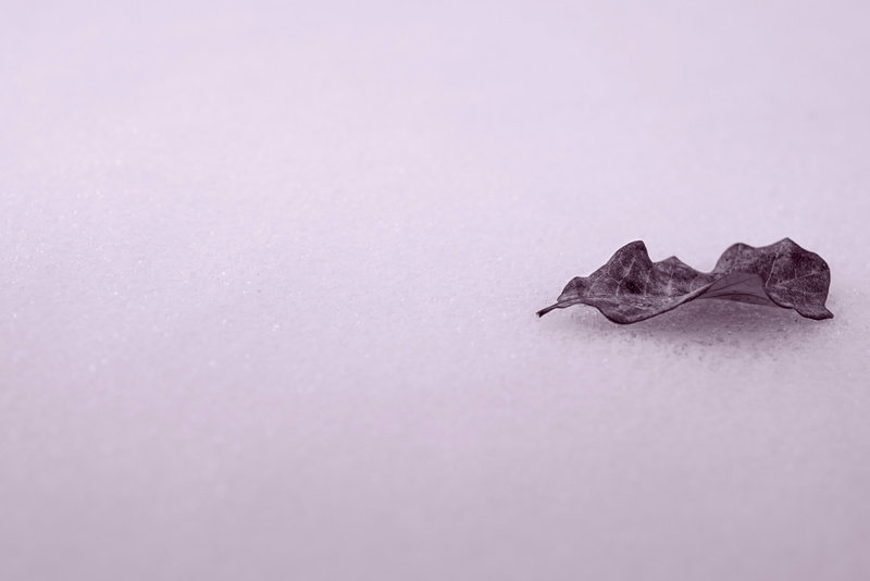 minimalism, copy space, snow, paper, purple, backgrounds, botany, frost, still life, leaves, plant, food, winter, animal themes, close-up, pattern, studio shot