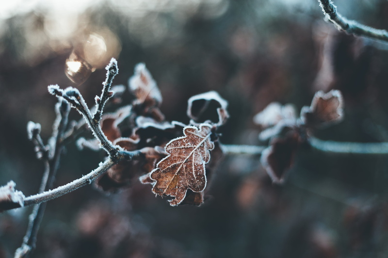 nature, netherlands, beauty in nature, outdoors, oak, leaves, leaf, focus on foreground, autumn, day, ice, trees, frozen, detail, plant, 4K, dry, blizzard