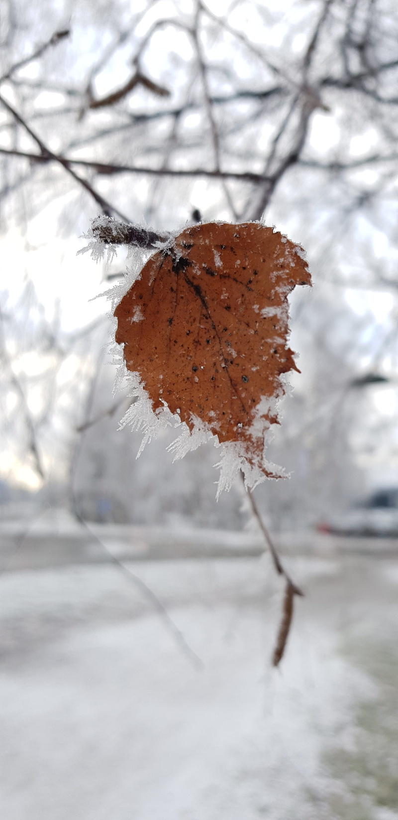 focus on foreground, cold temperature, leaves, tree, beauty in nature, covering, ice, dead plant, plant, outdoors, land, day, no people, close-up, snow