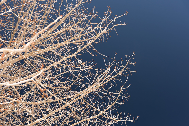 5K, winter, cold temperature, blue, tranquility, nature, dry, no people, branch, bare tree, tree, tangled, plant, sky, backgrounds, complexity, ice, outdoors