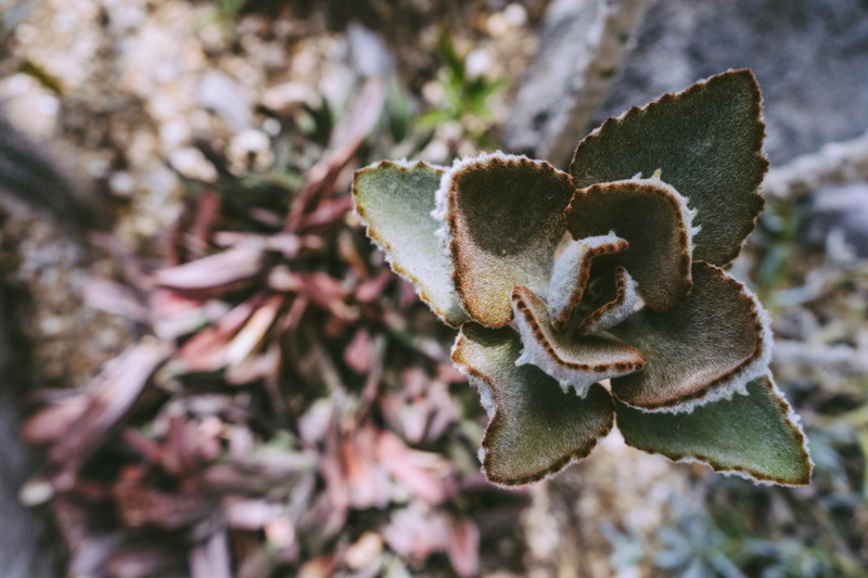 natural, nature, winter, focus on foreground, no people, fragility, wilted plant, day, cold temperature, plant, ice, vulnerability, beauty in nature, tranquility