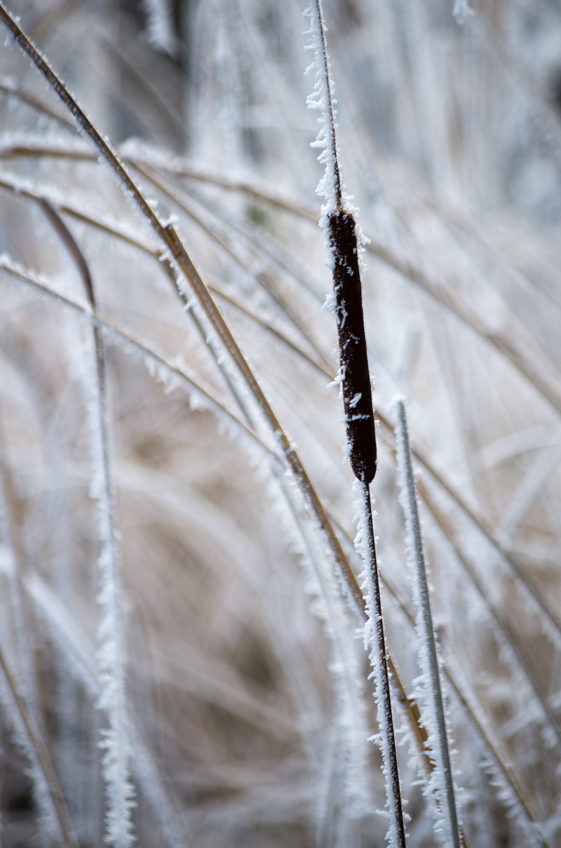 frost, eingeeist, pond, close, dead plant, snow, cold, wintry, ice, growth, cold temperature, close-up, waters, grass, hoarfrost, bank, 4K, winter, focus on foreground