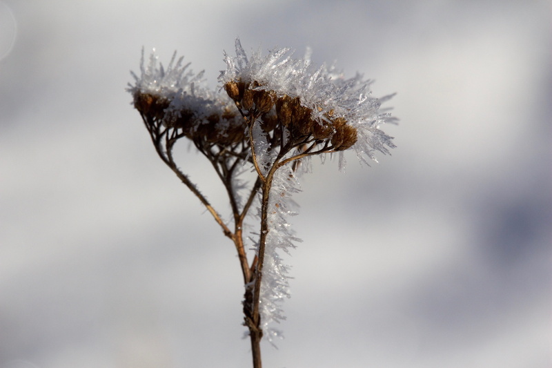 ice crystal, beauty in nature, vulnerability, grass, outdoors, focus on foreground, day, blizzard, frozen, wilted plant, dry, snowing, 5K, dried plant