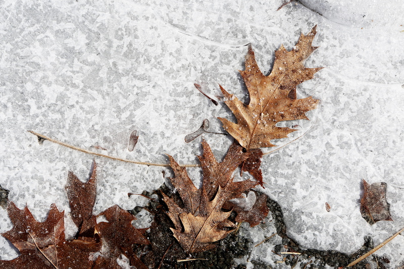 nature, leaf, autumn, white color, powder snow, day, no people, brown, outdoors, leaves, cold temperature, snowcapped mountain, blizzard, maple, backgrounds