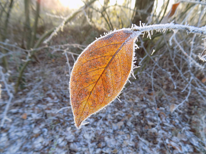 Frozen, tree, Frost, focus on foreground, ice, leaves, outdoors, dry, Cold, close-up, orange color, day, Leaf, leaf vein, change, beauty in nature, winter