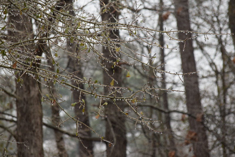 frozen branches, plant, day, weather, beauty in nature, pine woodland, covered, tranquility, land, frozen leaves, outdoors, climate, nature, woodland, natural