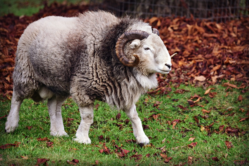 wool, herbivorous, no people, male, focus on foreground, grass, day, aries, pets, sheep, mammal, nature, field, outdoors, 4K, animal, standing, domestic