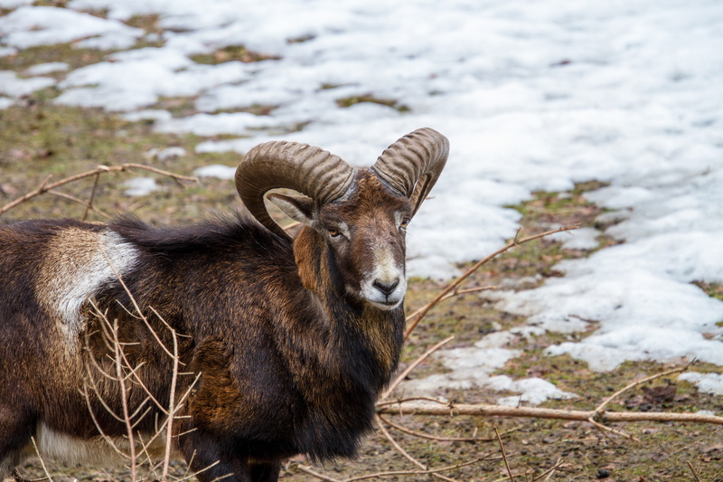 herbivorous, cumberland, cold temperature, field, mammal, no people, outdoors, nature, animal world, domestic, mouflon, ram, snow, horns, horned, vertebrate