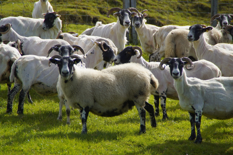 day, aries, vertebrate, shorn, livestock, mammal, schur, shearing, wool, standing, domestic animals, group of animals, animal, nature, large group of animals