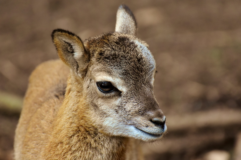 portrait, snout, animal eye, 5K, outdoors, close-up, whisker, mammal, vertebrate, profile view, ungulate, horns, wildlife park, animal, no people, kangaroo