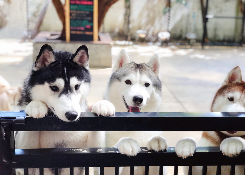 no people, animal, 2K, 155 soi ari samphan 4, animal themes, sled dog, khwaeng samsen nai, group of animals, two animals, railing, focus on foreground