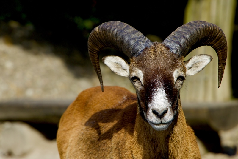 vertebrate, livestock, 2K, close-up, mouflon, horned, day, animal body part, domestic animals, animal nose, mammal, animal, mountain animals, goat, looking at camera