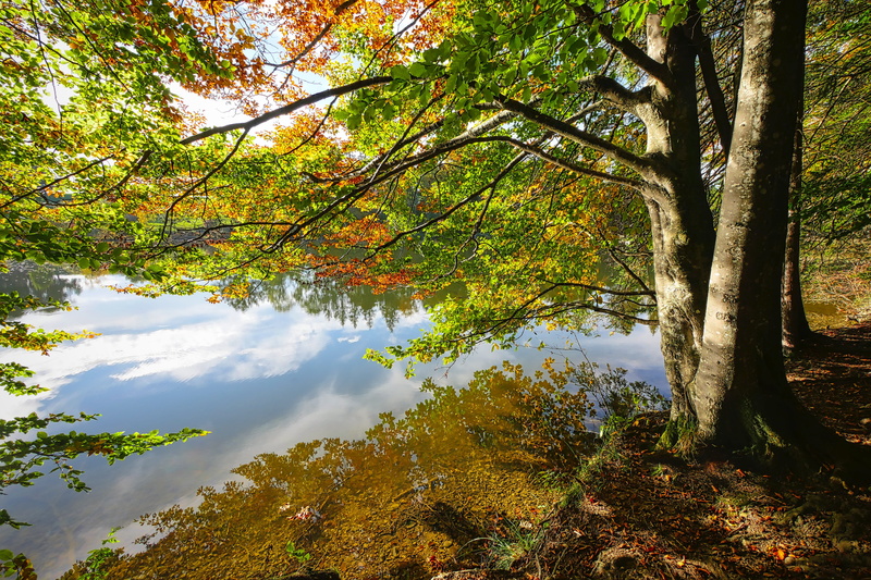 outdoors, leaves, tree, bank, no people, mirroring, water, away, reflection, day, tree trunk, fall foliage, trunk, autumn, scenics - nature, plant, beauty in nature