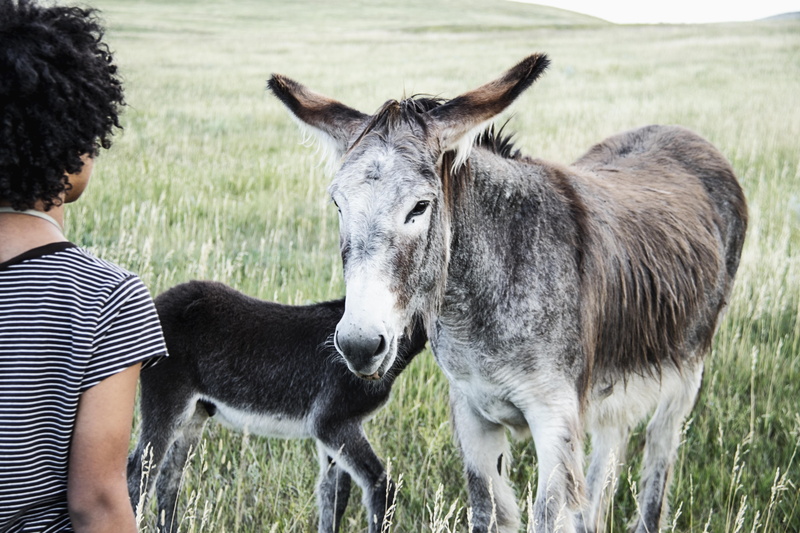 vertebrate, land, standing, baby, girl, plant, grass, two animals, united states, connection, donkey, domestic animals, custer state park, outdoors, working animal