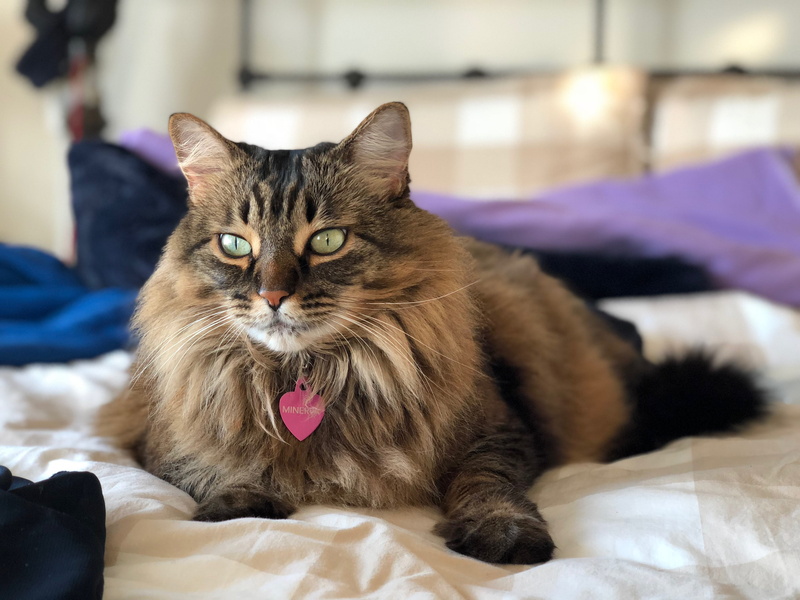 feline, portrait, focus on foreground, cute, one animal, domestic cat, looking at camera, whisker, vertebrate, animal, indoors, san jose, mouth open, pets