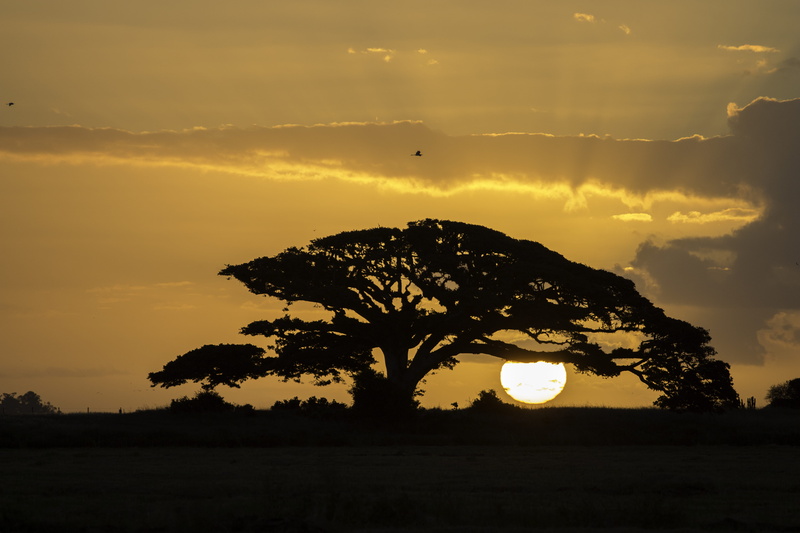 dusk, country, outdoors, passaro, photography, tranquility, plant, growth, landscape, idyllic, lindo, sunset, vôo, orange color, hour, sun, field, sunrise