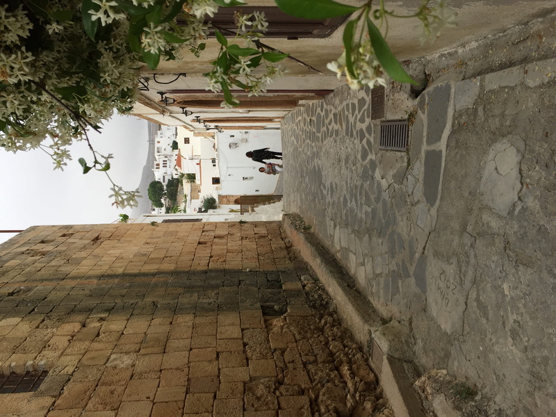 greece, building exterior, architecture, built structure, ex.oldtown, alley, plant, day, animal, no people, ex.wanderer, lindos, stone wall, ex.citytrip