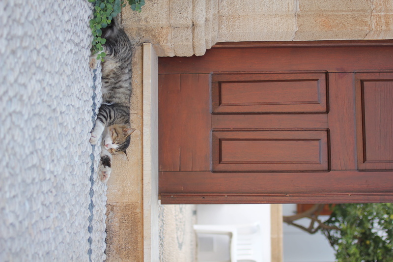 one animal, domestic, day, sleeping, animal, lindos, domestic cat, greece, street, animal themes, wood - material, mammal, vertebrate, built structure