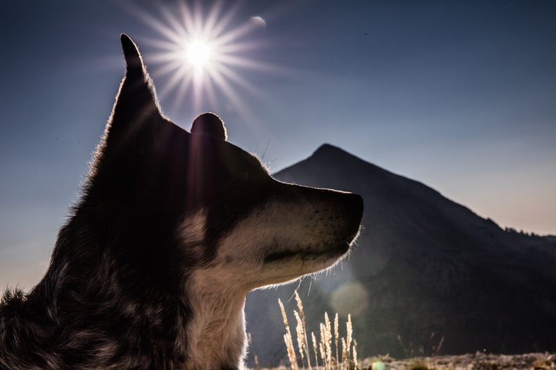 outdoors, k9, animal themes, canine, domestic, dog, animal head, mountain, pets, cattle dog, mouth open, pet, profile view, sunbeam, mammal, one animal
