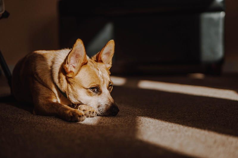 selective focus, domestic, one animal, mammal, wood, looking away, domestic animals, strap, flooring, australian cattle dog, acd, lying down, coated, canine