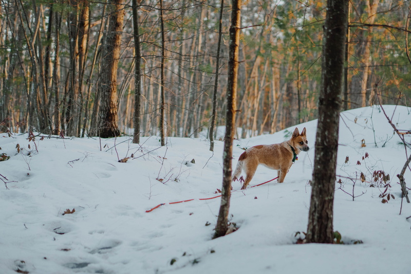 green, leash, domestic, animal, coyote, australian cattle dog, mammal, tan, 4K, red heeler, snow, domestic animals, nature, brown, vertebrate, trees, field