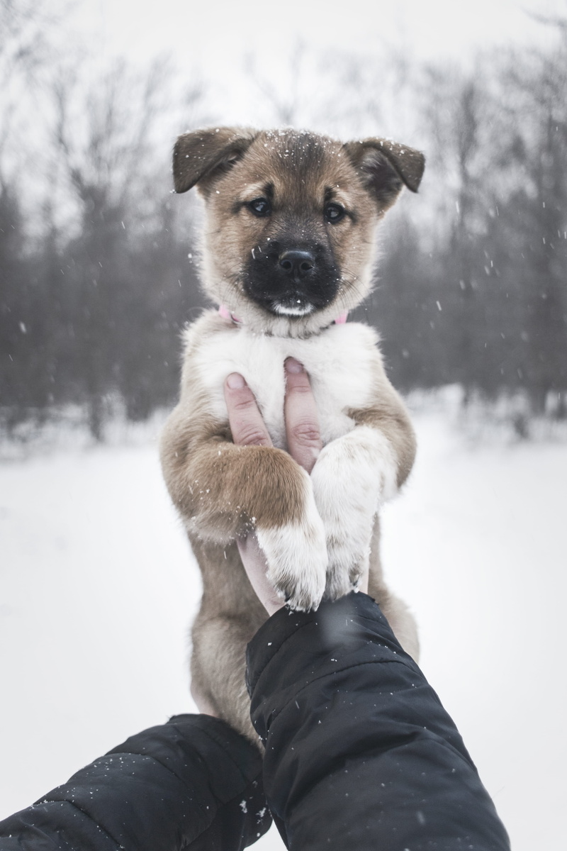 moody, warm clothing, white, cold temperature, human body part, dog, blizzard, outdoors, nature, hand, storm, blue heeler, person, snowing, pets, personal perspective
