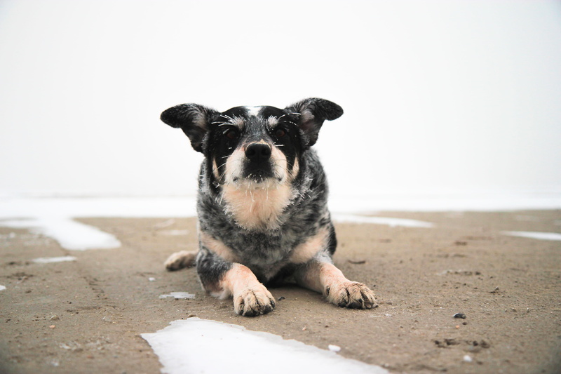 united states, small, people, portrait, mammal, domestic animals, looking at camera, canine, salt flats, 5K, desert, k9, domestic, beach, fog, bonneville salt flats