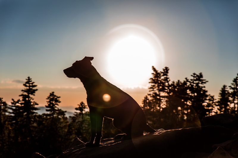 one animal, mountain, rock, animal, vertebrate, near, 8K, utah, sunset, sky, no people, nature, sunrise, blue, lens flare, domestic animals, animal wildlife