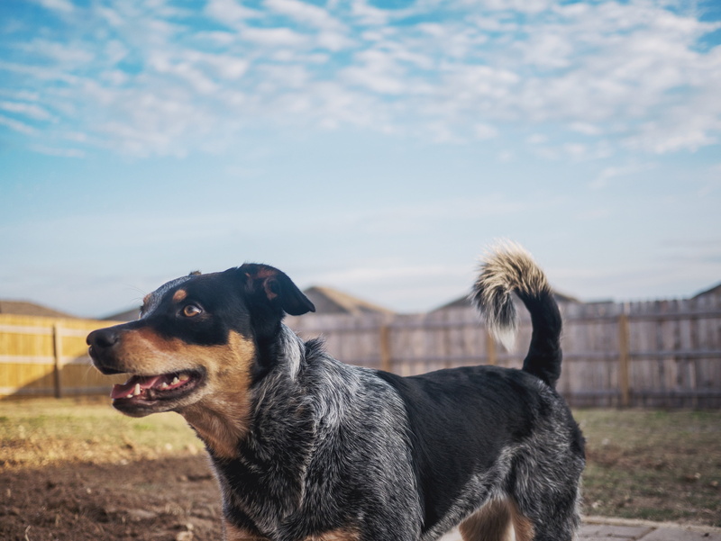 brown, close-up, looking, no people, pets, gray, coated, 4K, happy, animal, black color, land, animal head, black, blue heeler, field, vertebrate, cloud - sky