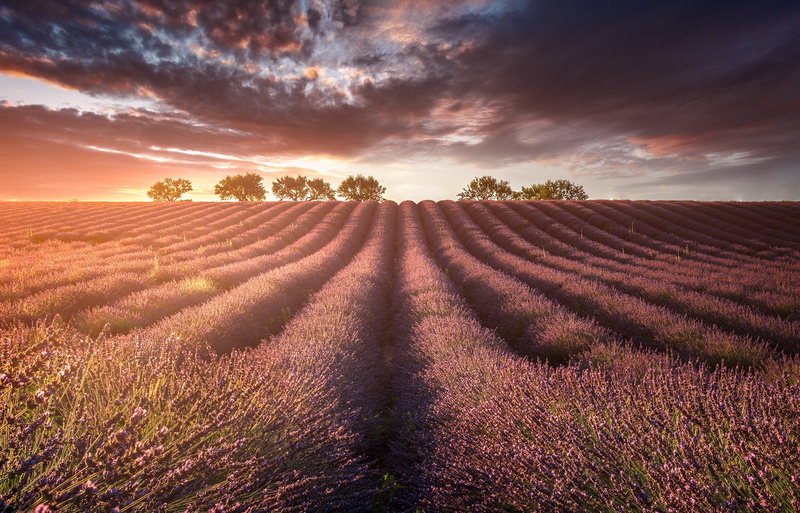 landscape, field, lavender, 1080P