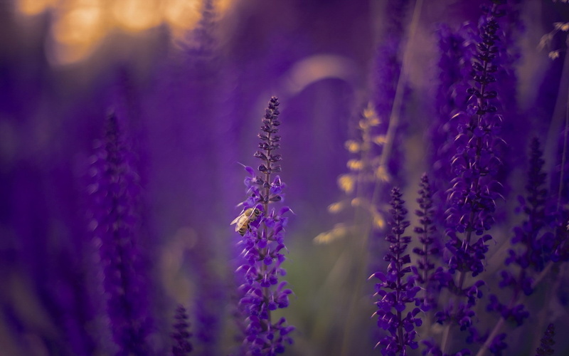 flowers, lavender, 1080P