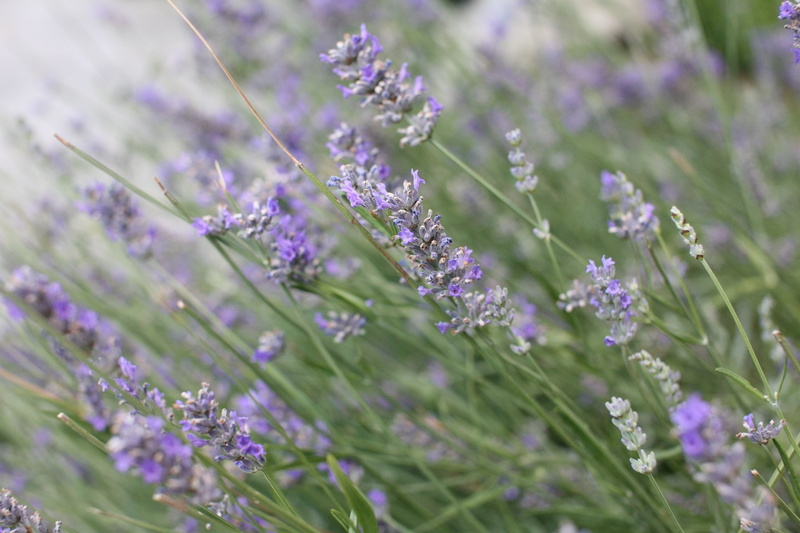 flowering plant, flower, 2K, fragility, flowers, flower head, outdoors, purple, lavender, no people, freshness, close-up, land, petal, selective focus
