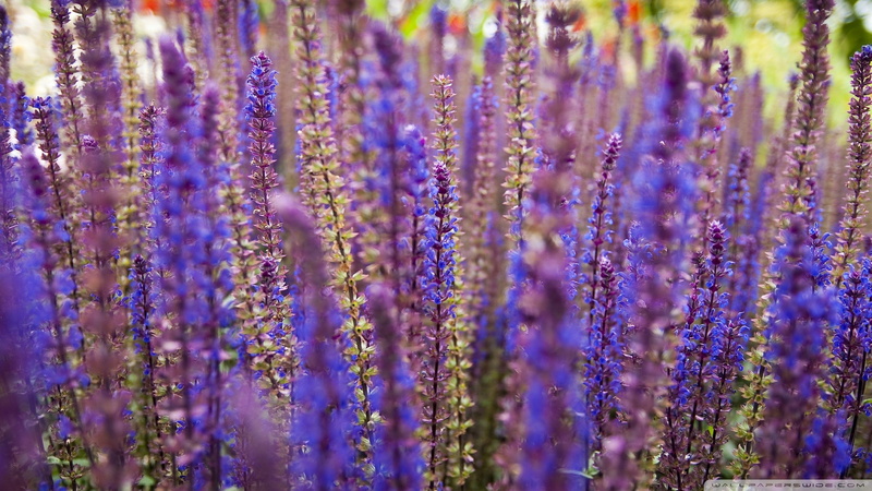 purple flowers, lavender, 1080P