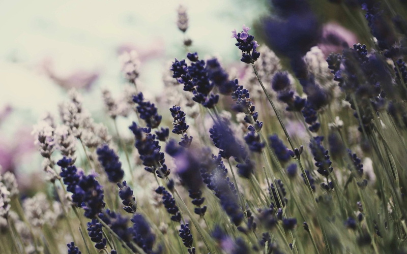plant, selective focus, fragility, growth, day, land, 2K, vulnerability, lavender, purple flowers, flowers, flower head, freshness, nature, lavender colored