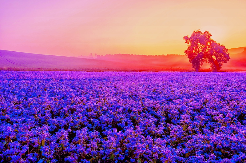 Sunset, Purple, 4K, Lavender farm, 4K, Blossom