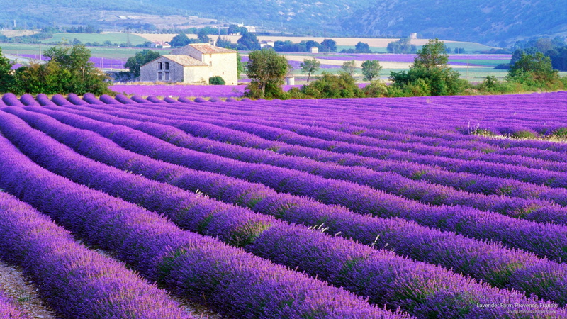 Europe, france, lavender, farm, provence, 2K