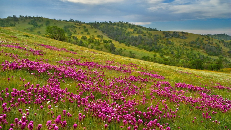 lavender, pink, flowers, meadow, Mountain, sky, 1080P, french