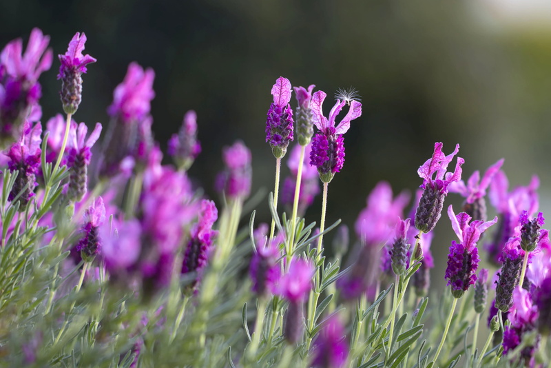 blooming, beauty in nature, garden, state, growth, relaxation, gardening, herb, medicine, green, fragility, summer, provence, lavendar, lilac, macro, fragrance