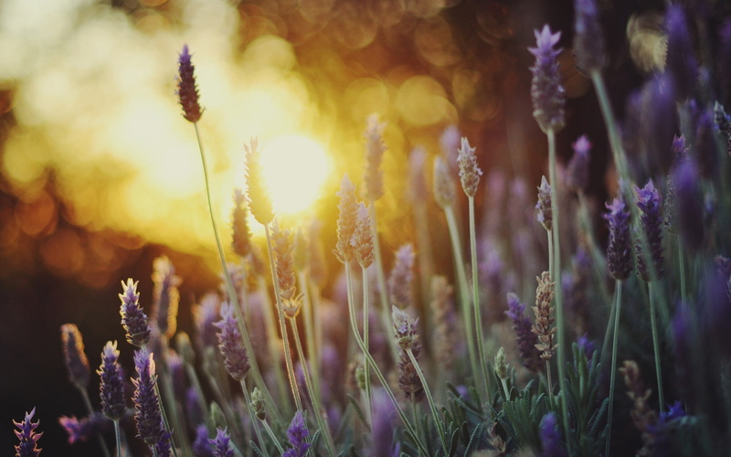 Sunlight, lavenders, Flowers, Lavender, french, Bokeh, close, purple, 1080P