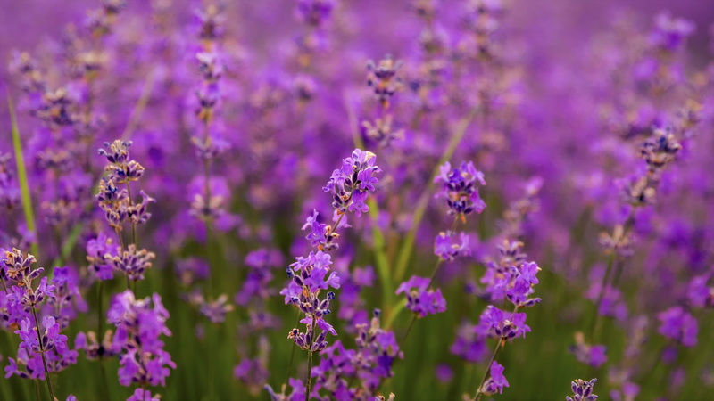 land, gardening, aromatic, fragrance, flower, beauty in nature, herbal medicine, aroma, violet, no people, homeopathic medicine, close-up, flowers, healthcare and medicine