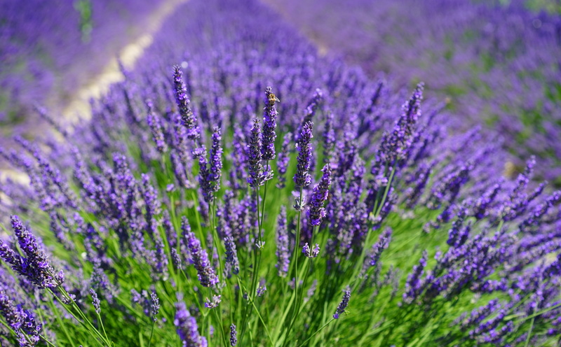 5K, flora, lavandulavera, outdoors, Blooming, EnglishLavender, Agriculture, French, Crop, botany, vulnerability, flower, aroma, Purple, close-up, Summer