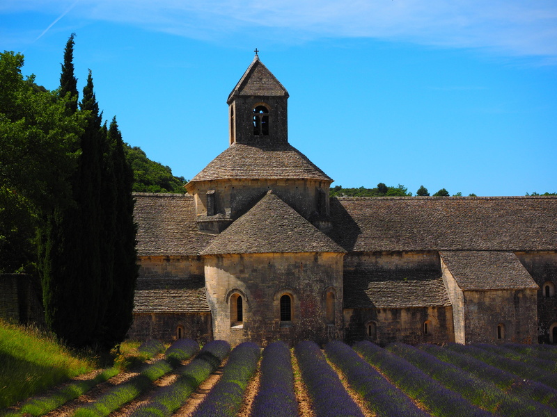 flower meadow, abbaye de sénanque, history, garden, monastery, france, flora, homeopathy, lavendula, purple, lamiaceae, lavandula vera, architecture, aromatic